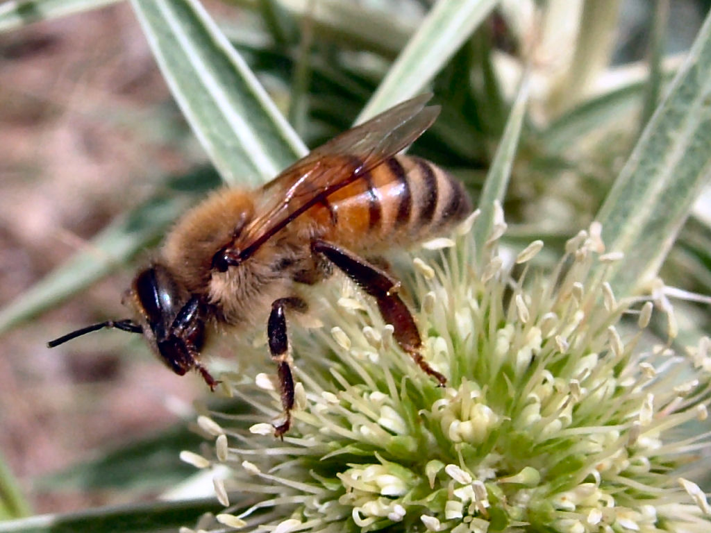 Oedemera: finalmente.. una delle mie sorelline...!